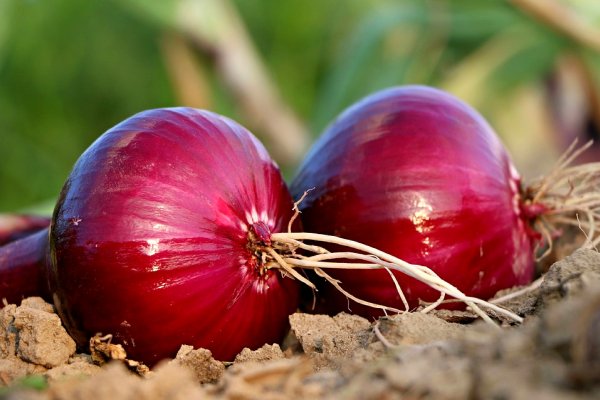 Супернет маркет кракен onion