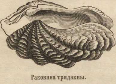Только через тор кракен